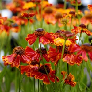 Helénium - Helenium ´SHORT AND SASSY´,  kont. C1.5L